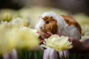 Guinea Pig in Yellow Flowers