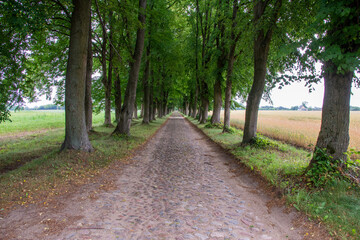 Obraz premium Cobbled street among linden trees on a linden avenue on a sunny day. Summer.