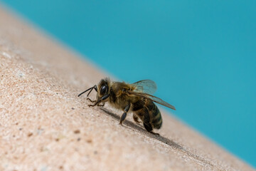 European dark bee (Apis mellifera mellifera) is crawling beside a swimming pool