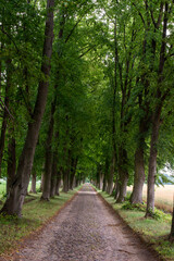 Fototapeta na wymiar Cobbled street among linden trees on a linden avenue on a sunny day. Summer.