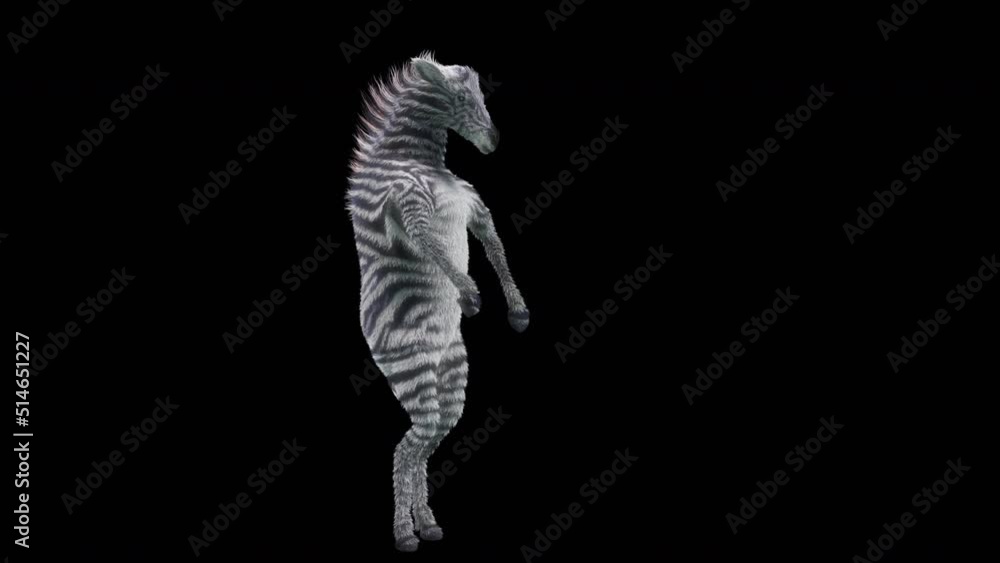 Poster zebra dancing, 3d rendering, animation loop, cartoon. included in the end of the clip with alpha mat