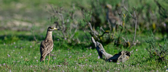 Eurasian stone-curlew // Triel (Burhinus oedicnemus) - Axios Delta, Greece © bennytrapp