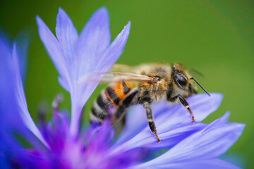 a western honeybee, Apis mellifera, in close-up, which belongs to the true bees, collects pollen from a beautiful blue cornflower, summer in Germany