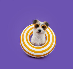 Portrait puppy dog summer. Jack russell inside of an inflatable. Isolated on purple background