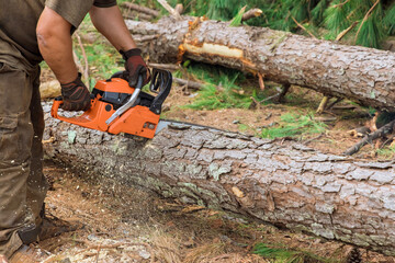Chainsaw cutting into tree trunk an uprooted broken tree, torn the wind during a violent storm