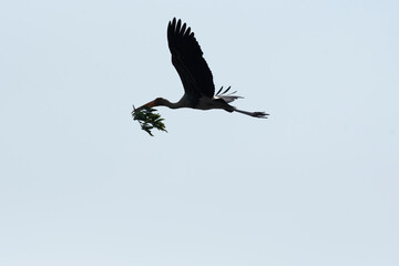 A painted stork flying away with nesting materials inside Ranganathittu Bird sanctuary during a boat safari
