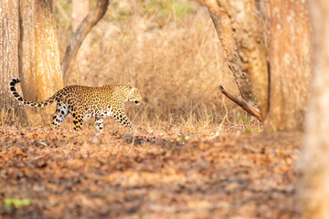 A female leopard walking through the dry jungles of Nagarhole national park during a drive through...
