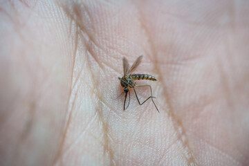 Close-up or macro pictures of mosquitoes on the skin