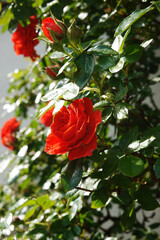 Red roses blooming in a garden	