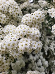 Fototapeta premium Spiraea in the garden