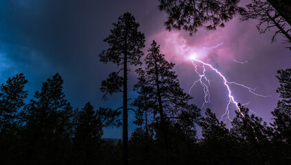 lightning over the forest