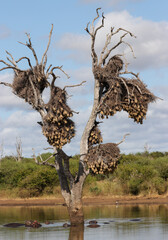 Tree with weaver nests and hippos in the Kruger National Park