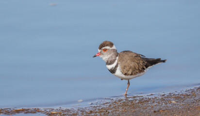 Three-banded plover, Charadrius tricollaris,  in Africa at the edge of water in Africa