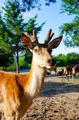 Photo of young deer in the park. wildlife. Deer in nature. Green meadow and forest in the background.