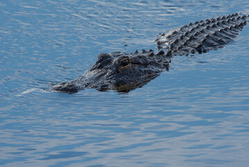 Obraz premium Alligator swimming in the water