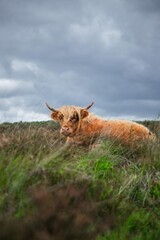 Highland cow in rugged and grassy landscape  