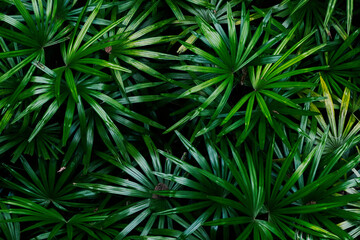top view rhapis excelsa or Lady palm leaves in the garden. topical green tree leaf. nature background and wallpaper.