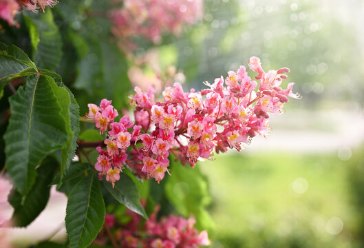 Natural spring background. Blooming pink chestnut close-up. Blurred background with bokeh.