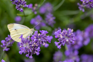 cabbage butterfly