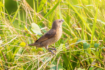 Scaly-breasted Munia, Nutmeg Mannikin, Spice Finch. little bird in the meadow.