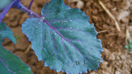 Top view photo of single purple cabbage seedling with water droplets.