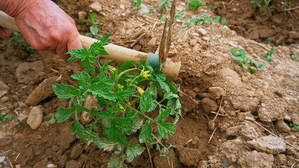 Tomato seedling with flowers on the blurred watered earth with hoe, selective focus.