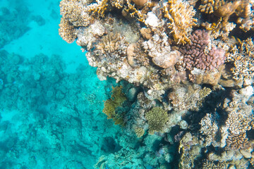 Naklejka na ściany i meble The coral reef is vibrant and vibrant in the blue clear sea water.