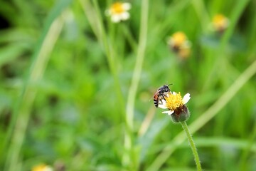Little bee eating nectar from flower.