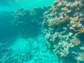 Fototapeta na wymiar Coral reef in blue transparent sea water.
