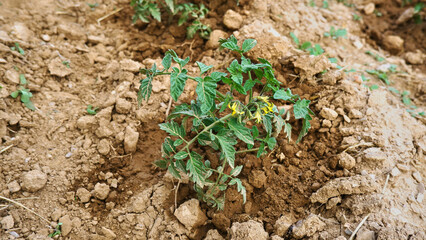 Dusty tomato seedling with yellow flowers on the watered earth.