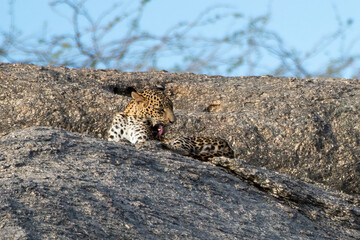 A leopard seen on top of a granite hills of Jawai near Bera in Rajasthan, India