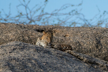 A leopard seen on top of a granite hills of Jawai near Bera in Rajasthan, India