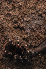 Large tarantula spider on an earthen surface.