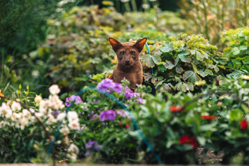 A brown oriental cat sits near a flower bed with greenery.
