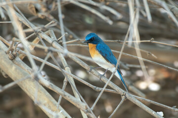 Tickell's blue flycatcher (Cyornis tickelliae) spotted in Bera in Rajasthan, India