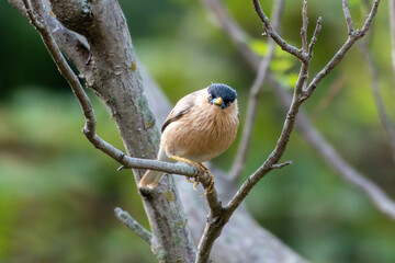 Brahminy myna or brahminy starling (Sturnia pagodarum)  observed in Bera in Rajasthan, India