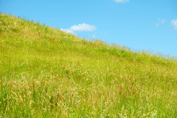 Fototapeta na wymiar Vibrant meadow with ear and blue sky. Field of fresh green grass and bright sky with clouds. Horizon. Summer landscape. No people. Grassland scenery. Skyline. Copy Space