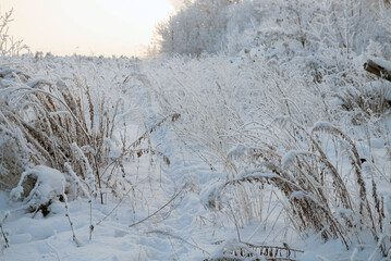 Winter landscape with snowy trees