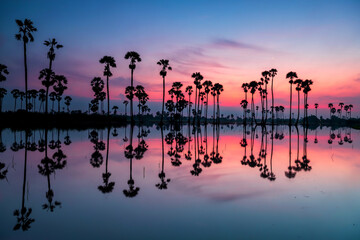 landscape of sugar palm trees in amazing twilight sky at dawn