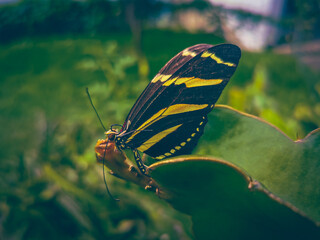 Butterfly in morning sun
