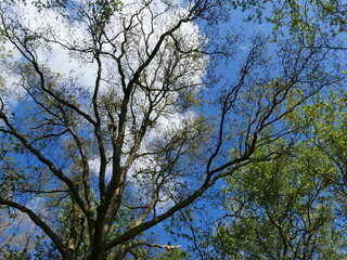 View into the tree tops of the 