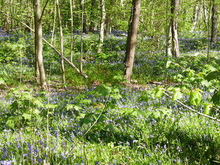 The 'Wildrijk' in St. Maartenszee, North Holland, Holland, Netherlands, is a natural forest where a...