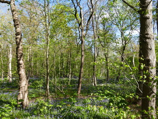 The 'Wildrijk' in St. Maartenszee, North Holland, Holland, Netherlands, is a natural forest where a carpet of wild hyacinths blooms every spring