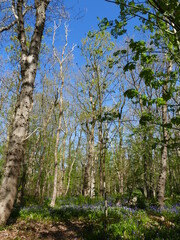 Fototapeta premium The 'Wildrijk' in St. Maartenszee, North Holland, Holland, Netherlands, is a natural forest where a carpet of wild hyacinths blooms every spring