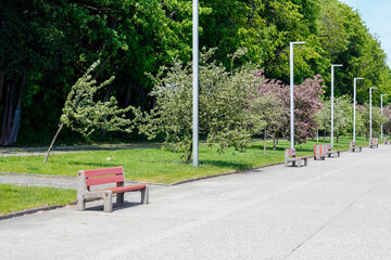 A boulevard with lots of trees and empty benches