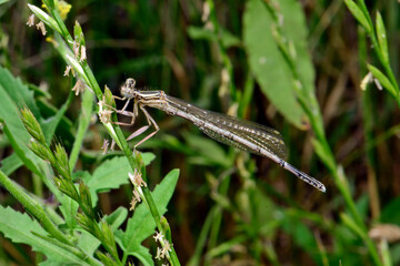 White-legged damselfly - female // Blaue Federlibelle - Weibchen (Platycnemis pennipes) - Lake...