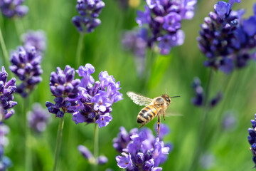 A bee collects pollen from a lavender flower