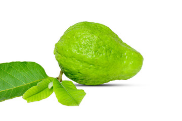 Fresh green guava fruit isolated on white background