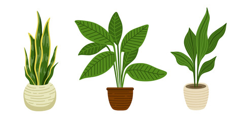 Aspidistra, sansevieria and ficus green houseplants in pots. Urban jungle decor set. Collection of trendy vector illustrations.