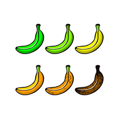 Set of vector bananas, different colors. Ripe stages of bananas from unripe to overripe. Fruit for every taste